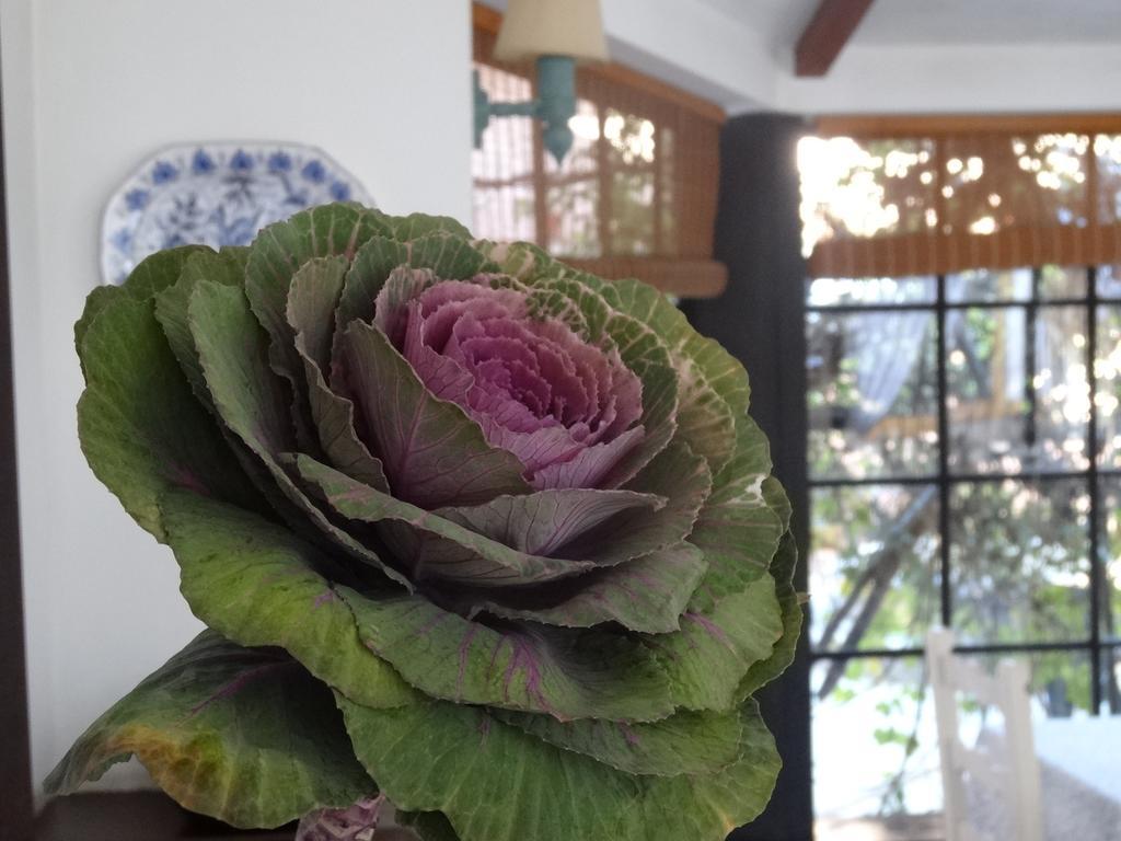 Posada De La Flor Colonia del Sacramento Bilik gambar